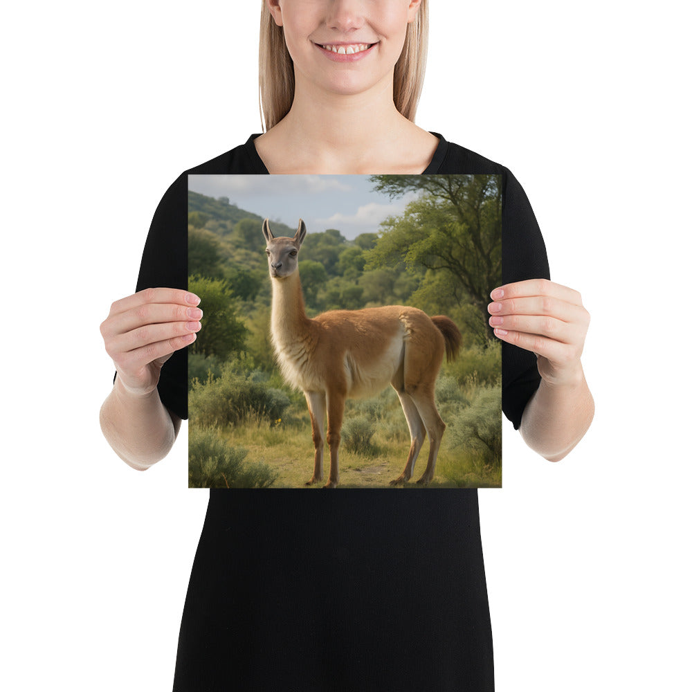 "Guanako Naturposter für moderne Wanddekoration"