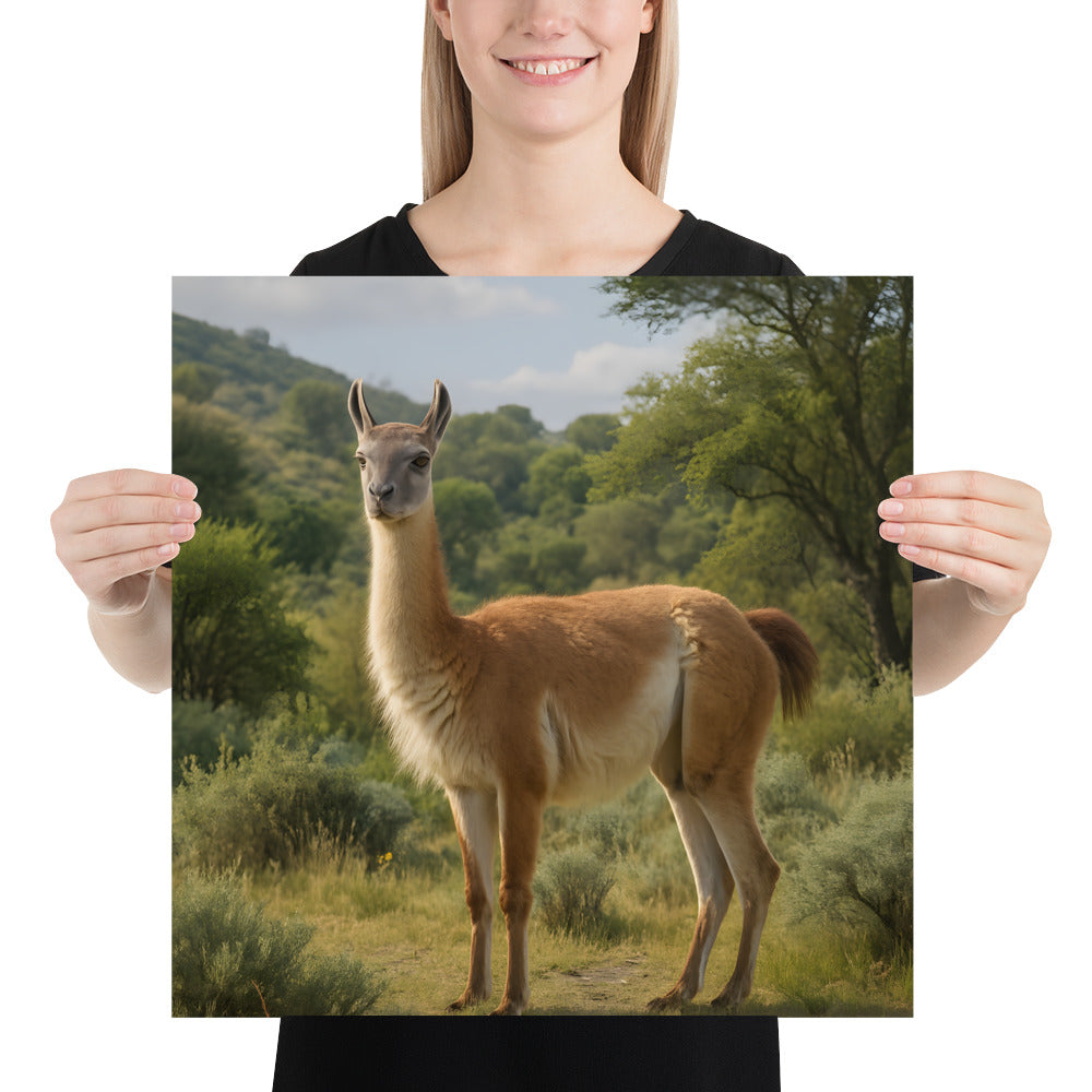 "Guanako Poster – hochwertiger Kunstdruck auf Premiumpapier"