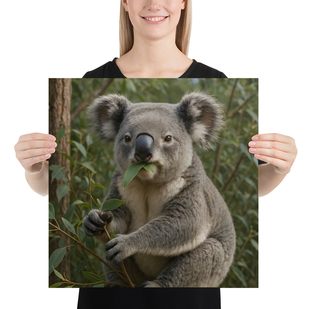Koala Poster in hoher Druckqualität auf Premiumpapier