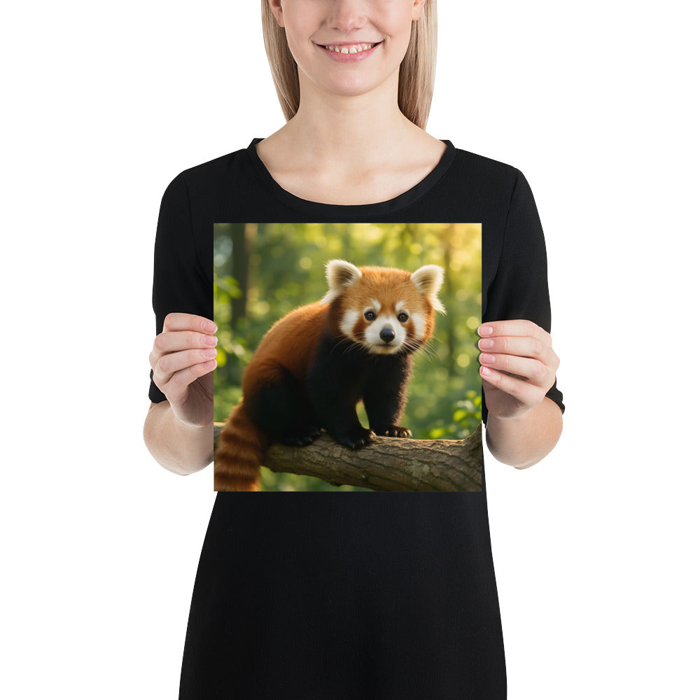 Kunstdruck eines Roten Pandas auf japanischem Premium-Posterpapier