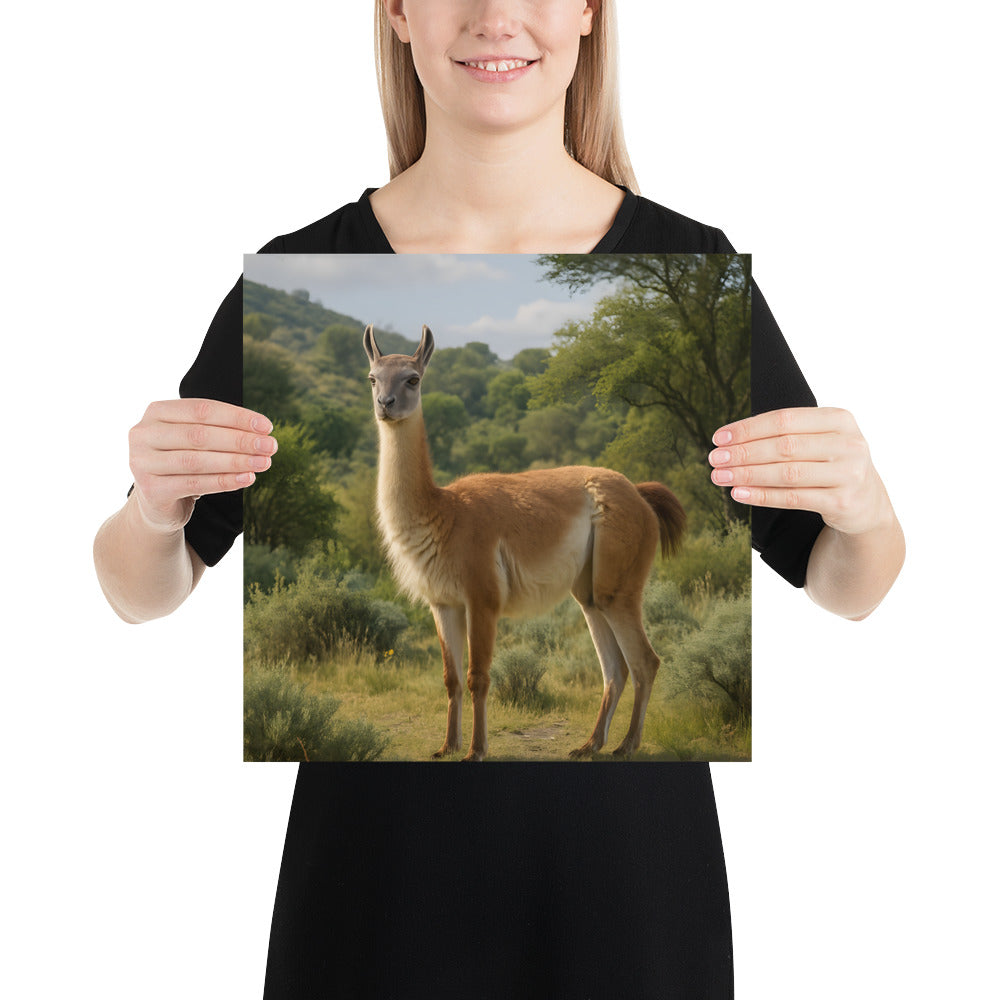 "Premium Kunstdruck auf japanischem Papier – Guanako"